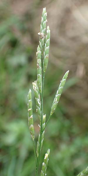 Glyceria notata \ Falt-Schwaden / Marked Glyceria, Plicate Sweet-Grass, D Ochsenbach 31.10.2018