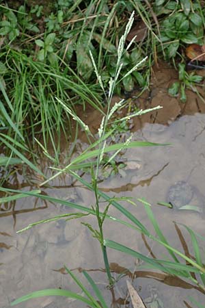 Glyceria notata \ Falt-Schwaden / Marked Glyceria, Plicate Sweet-Grass, D Ochsenbach 31.10.2018