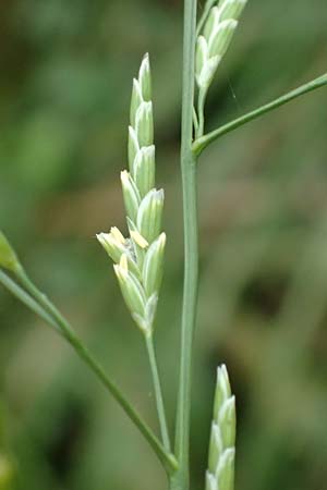 Glyceria notata \ Falt-Schwaden / Marked Glyceria, Plicate Sweet-Grass, D Ochsenbach 31.10.2018