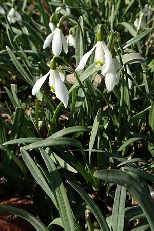 Galanthus nivalis \ Echtes Schneeglckchen / Snowdrop, D Ludwigshafen 8.3.2021