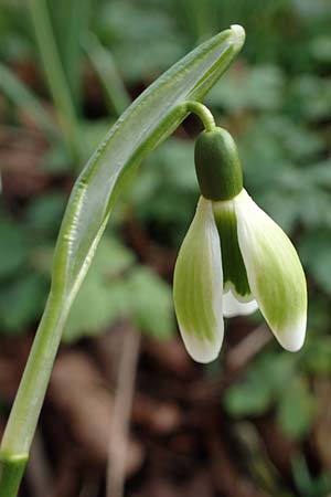 Galanthus nivalis \ Echtes Schneeglckchen, D Mannheim-Pfingstberg 4.2.2023