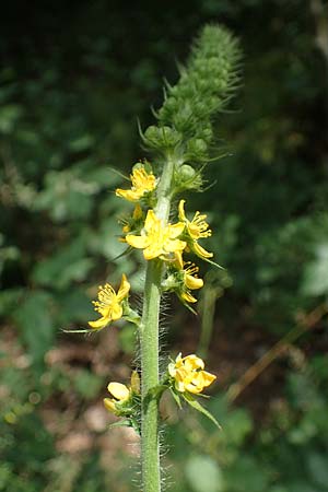 Agrimonia procera \ Wohlriechender Odermennig, D Eppenbrunn 26.6.2023