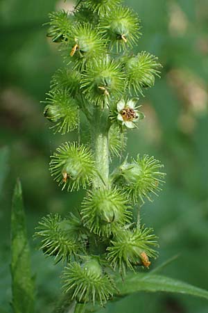 Agrimonia procera \ Wohlriechender Odermennig / Fragrant Agrimony, D Böhl-Iggelheim 2.7.2023