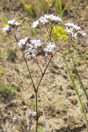 Gypsophila fastigiata / Gypsophila, D Botan. Gar.  Universit.  Mainz 11.7.2009