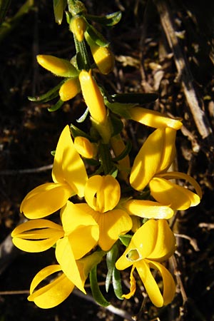 Genista pilosa \ Heide-Ginster, Behaarter Ginster / Hairy Greenweed, D Mannheim 14.4.2015