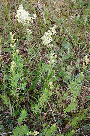 Galium pumilum \ Heide-Labkraut, Zierliches Labkraut, D Gerolzhofen-Sulzheim 1.6.2015