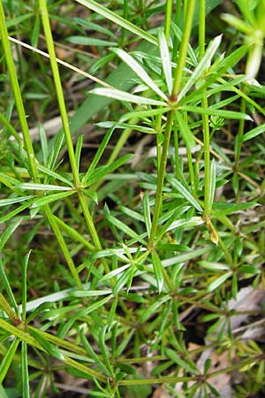 Galium pumilum \ Heide-Labkraut, Zierliches Labkraut, D Blaubeuren 2.6.2015