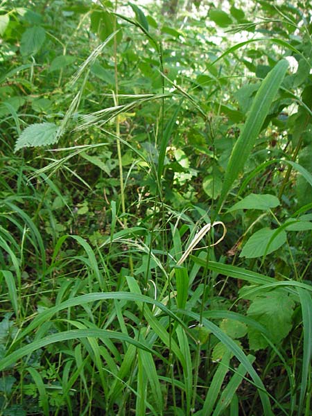 Brachypodium sylvaticum \ Wald-Zwenke / False Brome, D Hechingen 26.7.2015