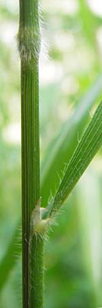 Brachypodium sylvaticum \ Wald-Zwenke / False Brome, D Hechingen 26.7.2015