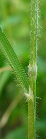 Brachypodium sylvaticum \ Wald-Zwenke / False Brome, D Hechingen 26.7.2015