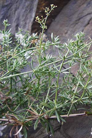 Galium pumilum \ Heide-Labkraut, Zierliches Labkraut, D Koblenz 15.8.2015