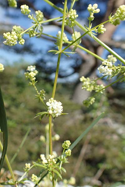 Galium pumilum \ Heide-Labkraut, Zierliches Labkraut, D Fridingen 3.6.2015