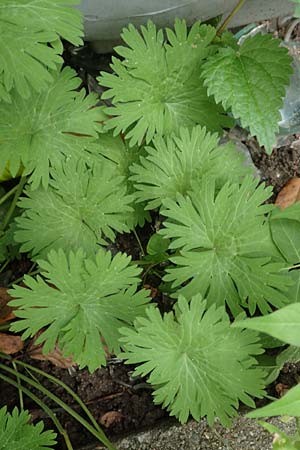 Geranium pusillum \ Kleiner Storchschnabel / Small-Flowered Crane's-Bill, D Mannheim 20.9.2015