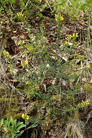 Genista pilosa / Hairy Greenweed, D Odenwald, Nieder-Beerbach 22.4.2016