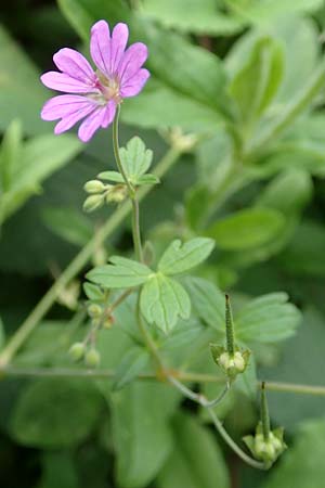 Geranium pyrenaicum \ Pyrenen-Storchschnabel / Hedge-Row Crane's-Bill, D Waghäusel 14.10.2016