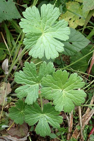 Geranium pyrenaicum \ Pyrenen-Storchschnabel, D Waghäusel 14.10.2016