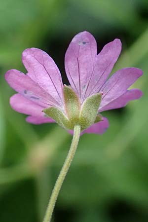 Geranium pyrenaicum \ Pyrenen-Storchschnabel, D Waghäusel 14.10.2016