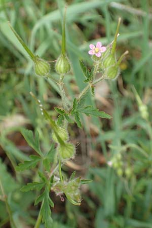 Geranium purpureum / Little Robin, Lesser Herb Robert, D Eberbach 11.5.2018