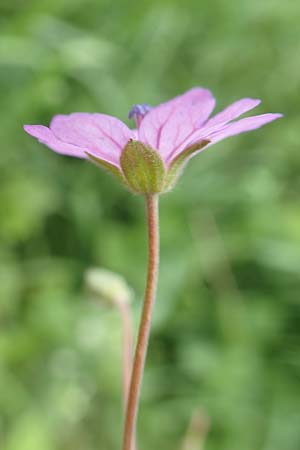 Geranium pyrenaicum \ Pyrenen-Storchschnabel / Hedge-Row Crane's-Bill, D Aachen-Orsbach 13.6.2019