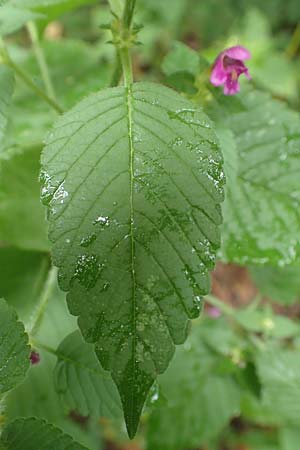 Galeopsis pubescens \ Weichhaariger Hohlzahn / Downy Hemp-Nettle, D Karlsruhe 14.8.2019