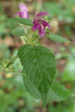 Galeopsis pubescens \ Weichhaariger Hohlzahn, D Karlsruhe 14.8.2019