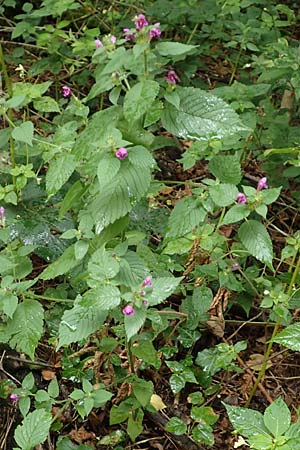 Galeopsis pubescens \ Weichhaariger Hohlzahn / Downy Hemp-Nettle, D Karlsruhe 14.8.2019