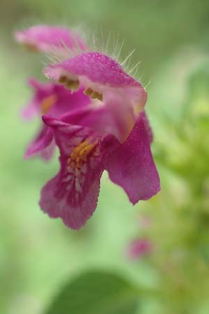 Galeopsis pubescens \ Weichhaariger Hohlzahn / Downy Hemp-Nettle, D Karlsruhe 14.8.2019