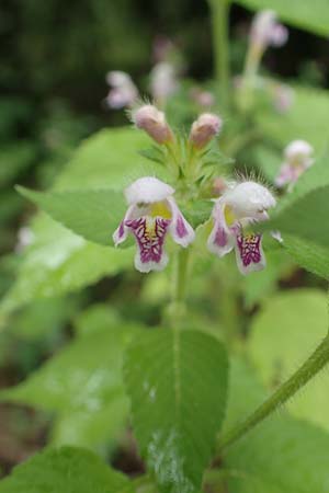 Galeopsis pubescens \ Weichhaariger Hohlzahn, D Karlsruhe 14.8.2019