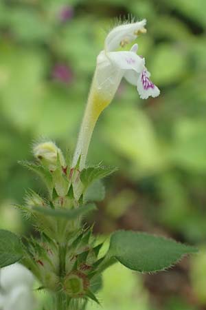 Galeopsis pubescens \ Weichhaariger Hohlzahn / Downy Hemp-Nettle, D Karlsruhe 14.8.2019