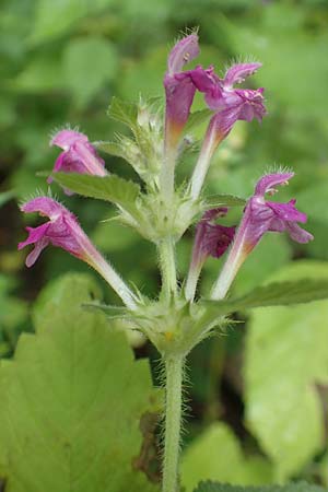 Galeopsis pubescens \ Weichhaariger Hohlzahn / Downy Hemp-Nettle, D Karlsruhe 14.8.2019