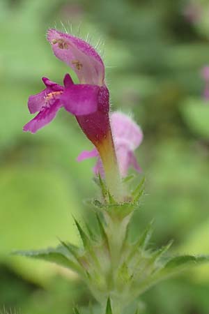 Galeopsis pubescens \ Weichhaariger Hohlzahn, D Karlsruhe 14.8.2019