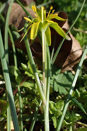 Gagea pratensis \ Wiesen-Gelbstern / Meadow Gagea, D Mannheim 24.3.2021