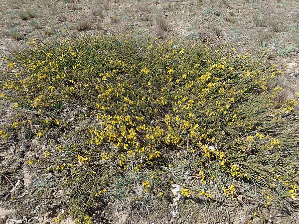 Genista pilosa / Hairy Greenweed, D Mannheim 26.4.2021