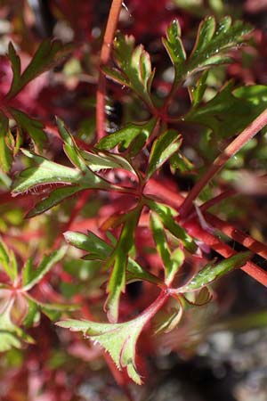 Geranium purpureum \ Purpur-Storchschnabel / Little Robin, Lesser Herb Robert, D Mannheim 13.5.2021