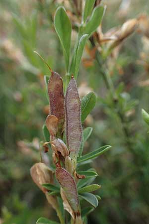 Genista pilosa \ Heide-Ginster, Behaarter Ginster / Hairy Greenweed, D Mannheim 27.5.2021