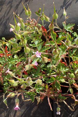 Geranium purpureum, Purpur-Storchschnabel