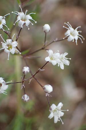 Gypsophila paniculata \ Schleierkraut / Chalk Plant, Baby's Breath, D Sandhausen 30.6.2011