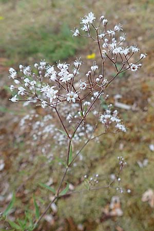 Gypsophila paniculata \ Schleierkraut / Chalk Plant, Baby's Breath, D Sandhausen 30.6.2011