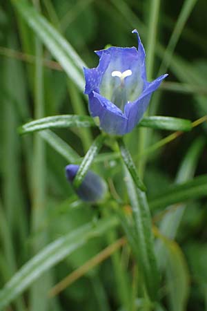 Gentiana pneumonanthe \ Lungen-Enzian, D Neuleiningen 26.8.2021