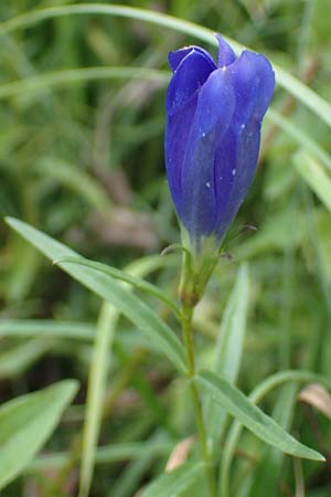 Gentiana pneumonanthe \ Lungen-Enzian / Marsh Gentian, D Neuleiningen 26.8.2021