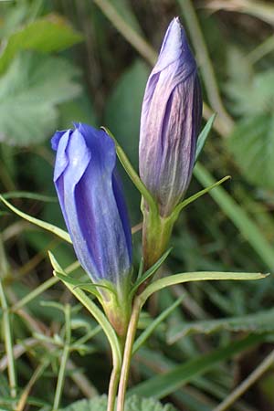 Gentiana pneumonanthe \ Lungen-Enzian / Marsh Gentian, D Neuleiningen 26.8.2021