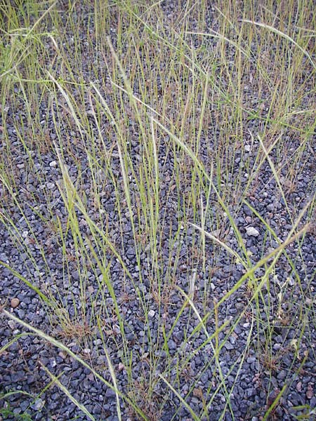 Festuca myuros \ Museschwanz-Federschwingel, Gewhnlicher Federschwingel / Rat's-Tail Fescue, D Mannheim 13.5.2015