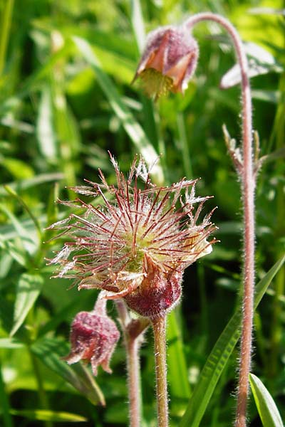 Geum rivale \ Bach-Nelkenwurz / Water Avens, D Kohlstetten 2.6.2015