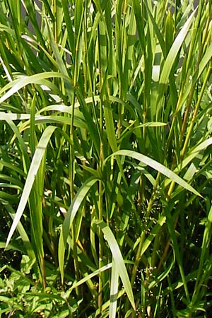 Glyceria maxima \ Wasser-Schwaden / Reed Manna Grass, Reed Sweet Grass, D Runkel an der Lahn 1.8.2015