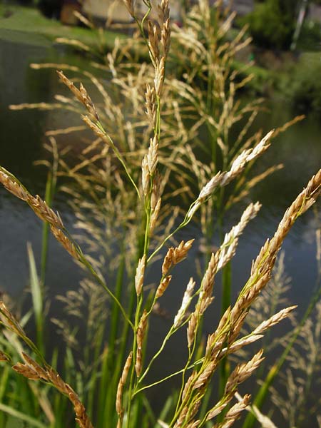 Glyceria maxima \ Wasser-Schwaden / Reed Manna Grass, Reed Sweet Grass, D Runkel an der Lahn 1.8.2015