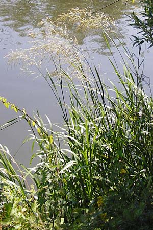 Glyceria maxima \ Wasser-Schwaden, D Runkel an der Lahn 1.8.2015