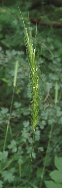 Hordelymus europaeus / Wood Barley, D Hechingen 20.6.2015