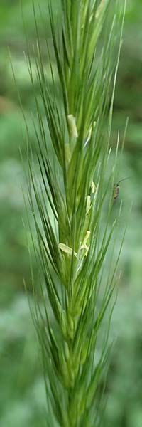 Hordelymus europaeus \ Wald-Gerste / Wood Barley, D Hechingen 20.6.2015