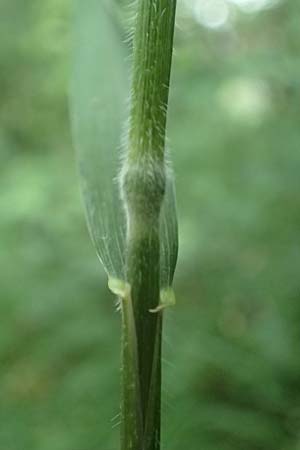 Hordelymus europaeus \ Wald-Gerste / Wood Barley, D Hechingen 20.6.2015