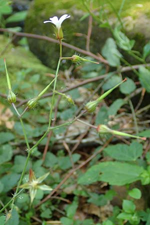 Geranium robertianum \ Stinkender Storchschnabel, Ruprechtskraut / Herb Robert, D Schwarzwald/Black-Forest, Wild-Renchtal 7.8.2015